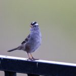 综合评估a8体育投注的赔率系统、奖金构成与实时投注体验 499peu