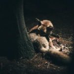 维多利亚平台的优势与挑战:投资者必知的关键因素 6gbh9soc