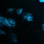 BTV9在线直播高清观看平台 uj9xi