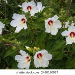 维基体育网站的功能与特点:如何获取最新体育资讯 yt3fv